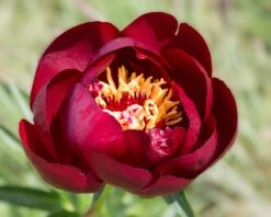 Paeonia 'Buckeye Belle' -Flowers Sales Store peony buckeye bell 7