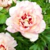 Paeonia 'Callie's Memory' 1 Paeonia 'Callie's Memory' -Flowers Sales Store peony callies memory 1