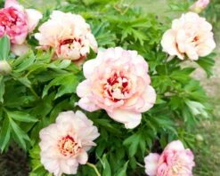 Paeonia 'Callie's Memory' -Flowers Sales Store peony callies memory 3