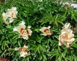 Paeonia 'Callie's Memory' -Flowers Sales Store peony callies memory 4