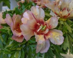 Paeonia 'Callie's Memory' -Flowers Sales Store peony callies memory 5