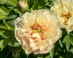 Featured Products -Flowers Sales Store peony canary brilliants 1
