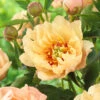 Paeonia 'Canary Brilliants' 2 Paeonia 'Canary Brilliants' -Flowers Sales Store peony canary brilliants 2