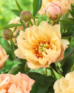 Featured Products 3 Paeonia 'Canary Brilliants'
