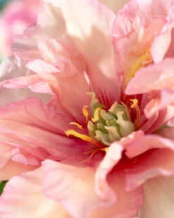 Paeonia 'Canary Brilliants' -Flowers Sales Store peony canary brilliants 3