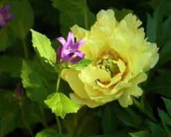Paeonia 'Canary Brilliants' -Flowers Sales Store peony canary brilliants 5