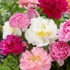 Peony Collection 'Colourburst' -Flowers Sales Store peony colourburst 0