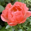 Paeonia 'Coral Charm' -Flowers Sales Store peony coral charm 0