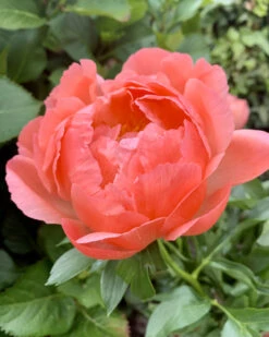 Featured Products 1 Paeonia 'Coral Charm'