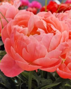 Paeonia 'Coral Charm' 17 Paeonia 'Coral Charm' -Flowers Sales Store peony coral charm 1