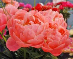 Paeonia 'Coral Charm' 13 Paeonia 'Coral Charm' -Flowers Sales Store peony coral charm 2