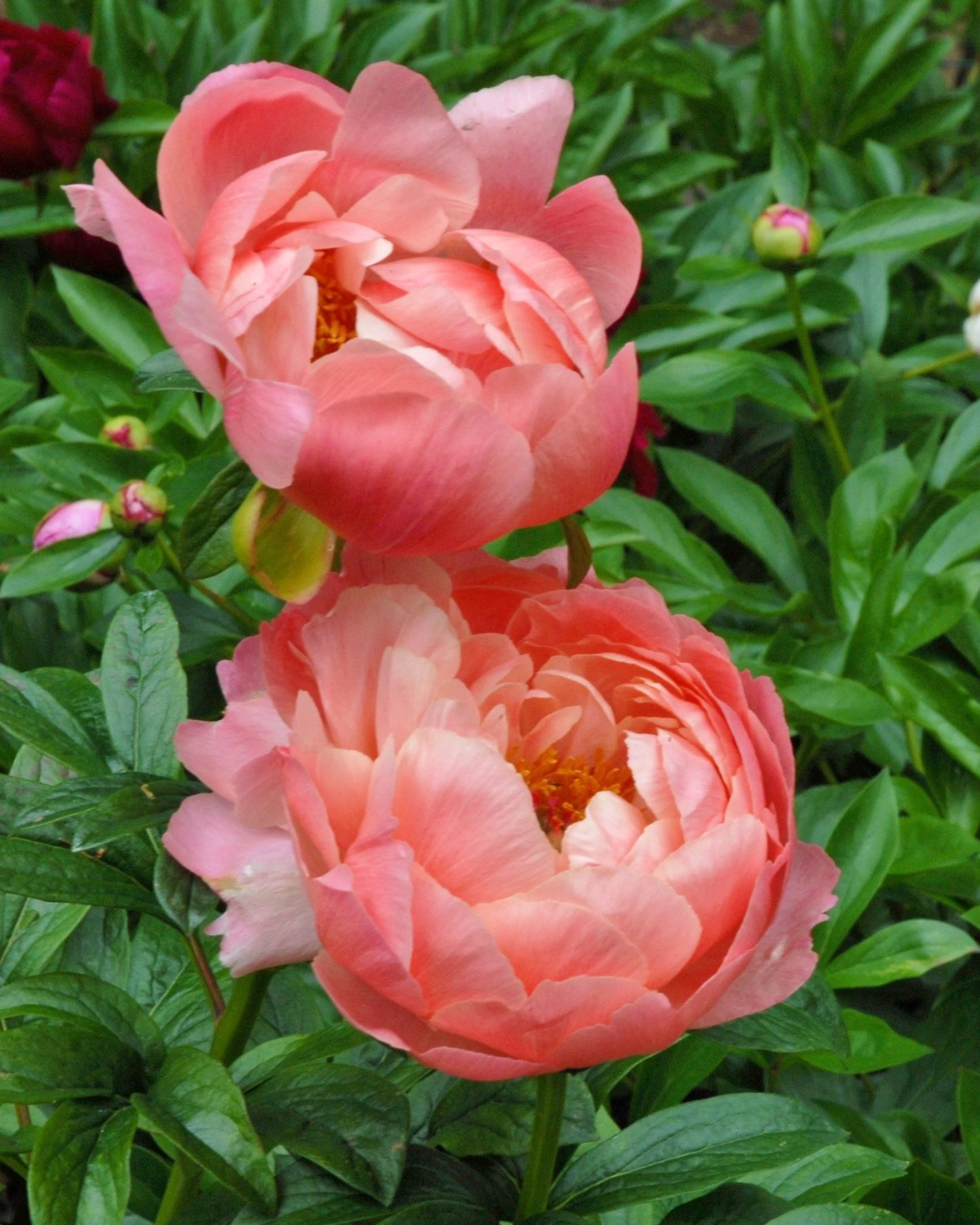 Paeonia 'Coral Charm' 4 Paeonia 'Coral Charm' - Image 2