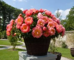 Paeonia 'Coral Charm' 16 Paeonia 'Coral Charm' -Flowers Sales Store peony coral charm 4