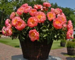 Paeonia 'Coral Charm' 14 Paeonia 'Coral Charm' -Flowers Sales Store peony coral charm 5