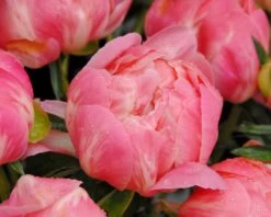 Paeonia 'Coral Charm' 15 Paeonia 'Coral Charm' -Flowers Sales Store peony coral charm 7