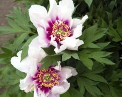 Paeonia 'Cora Louise' 10 Paeonia 'Cora Louise' -Flowers Sales Store peony coral louise 1