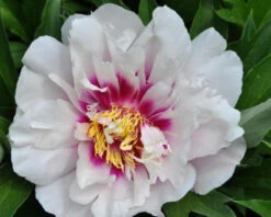 Paeonia 'Cora Louise' 11 Paeonia 'Cora Louise' -Flowers Sales Store peony coral louise 3