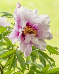 Paeonia 'Cora Louise' 12 Paeonia 'Cora Louise' -Flowers Sales Store peony coral louise 5