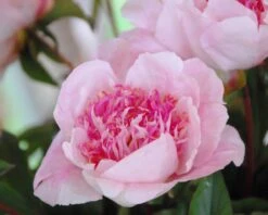 Paeonia 'Do Tell' 15 Paeonia 'Do Tell' -Flowers Sales Store peony do tell 2
