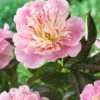 Paeonia 'Do Tell' -Flowers Sales Store peony do tell 3