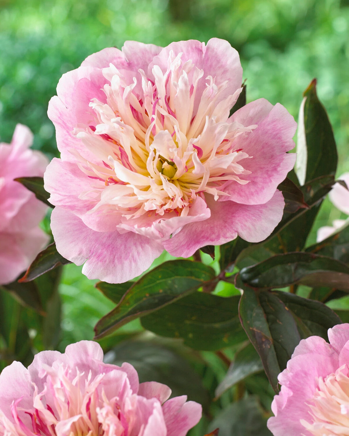 Paeonia 'Do Tell' 3 Paeonia 'Do Tell'