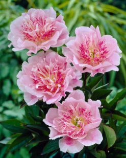 Paeonia 'Do Tell' 16 Paeonia 'Do Tell' -Flowers Sales Store peony do tell 4