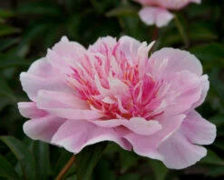 Paeonia 'Do Tell' 17 Paeonia 'Do Tell' -Flowers Sales Store peony do tell 5