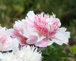 Paeonia 'Do Tell' 12 Paeonia 'Do Tell' -Flowers Sales Store peony do tell 7
