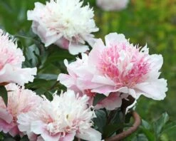 Paeonia 'Do Tell' 13 Paeonia 'Do Tell' -Flowers Sales Store peony do tell 8