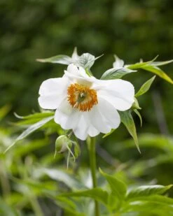 Paeonia Emodi 19 Paeonia Emodi -Flowers Sales Store peony emodi 2