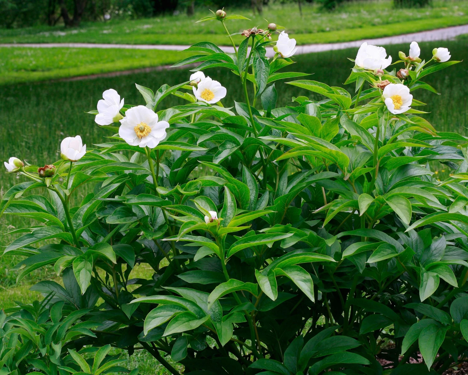 Paeonia Emodi 5 Paeonia Emodi - Image 3