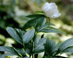 Paeonia Emodi 20 Paeonia Emodi -Flowers Sales Store peony emodi 7