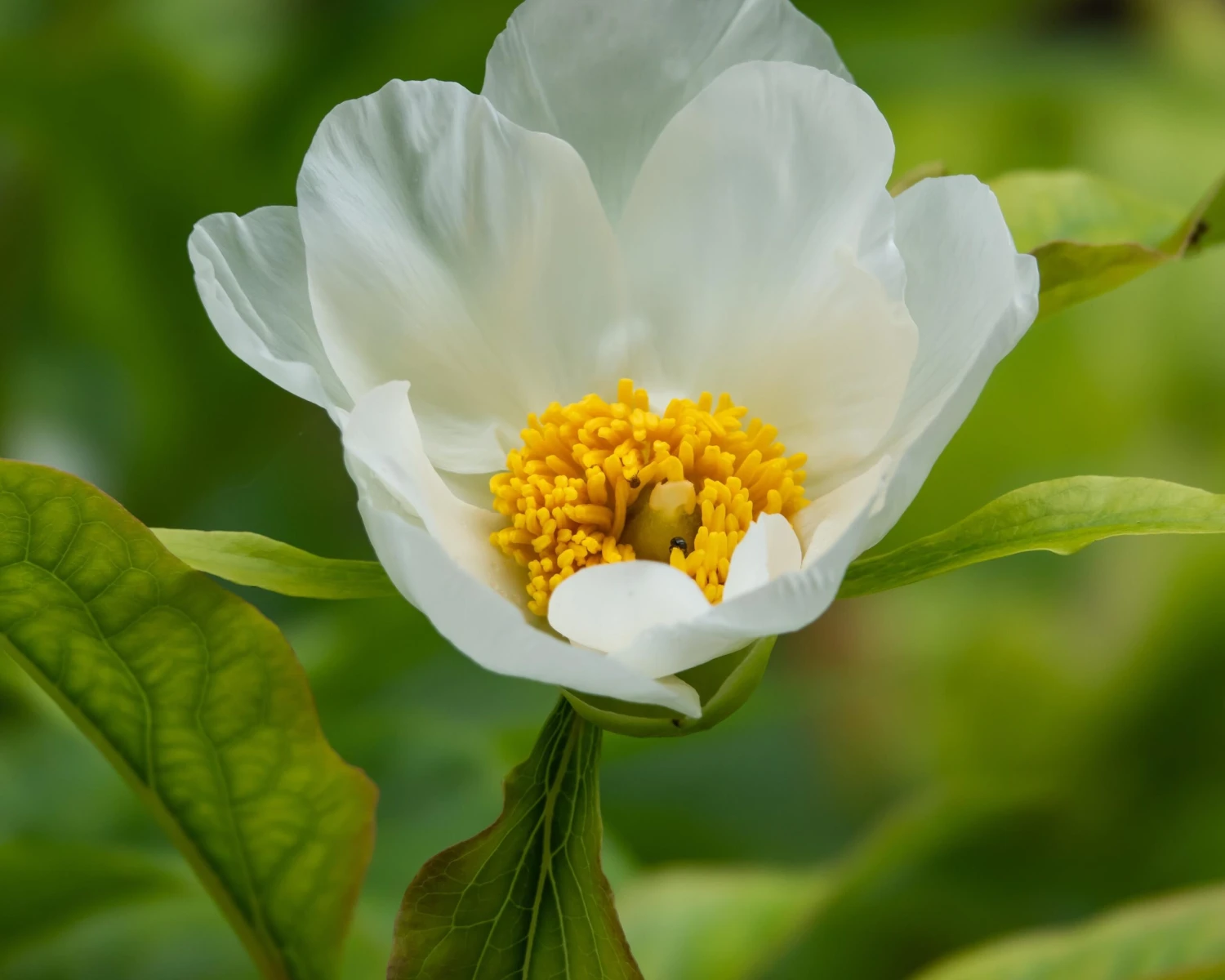Paeonia Emodi 13 Paeonia Emodi - Image 11