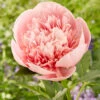 Paeonia 'Etched Salmon' -Flowers Sales Store peony etched salmon 1