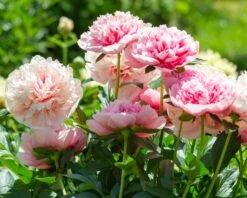Paeonia 'Etched Salmon' -Flowers Sales Store peony etched salmon 5