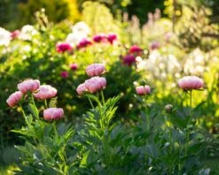 Paeonia 'Etched Salmon' -Flowers Sales Store peony etched salmon 6