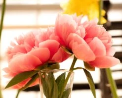 Paeonia 'Etched Salmon' -Flowers Sales Store peony etched salmon 7