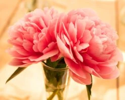 Paeonia 'Etched Salmon' -Flowers Sales Store peony etched salmon 8