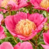 Paeonia 'Flame' 1 Paeonia 'Flame' -Flowers Sales Store peony flame 0
