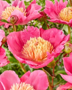 Featured Products 5 Paeonia 'Flame'
