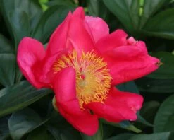 Paeonia 'Flame' -Flowers Sales Store peony flame 1