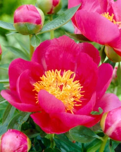 Paeonia 'Flame' -Flowers Sales Store peony flame 1 80c41223 df9b 41a9 b902 4452799a233f
