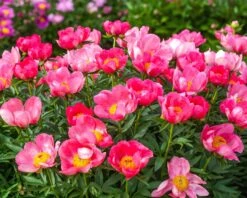 Featured Products -Flowers Sales Store peony flame 2