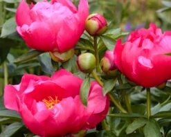Paeonia 'Flame' -Flowers Sales Store peony flame 3