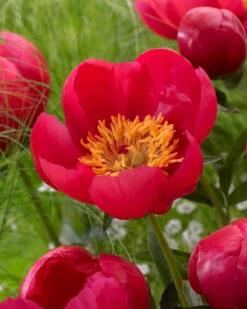 Paeonia 'Flame' -Flowers Sales Store peony flame 5