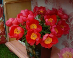 Paeonia 'Flame' -Flowers Sales Store peony flame 6