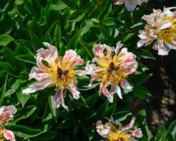 Paeonia 'Green Lotus' -Flowers Sales Store peony green lotus 1