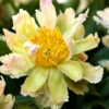 Paeonia 'Green Lotus' -Flowers Sales Store peony green lotus 2