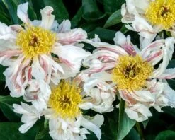 Paeonia 'Green Lotus' -Flowers Sales Store peony green lotus 4