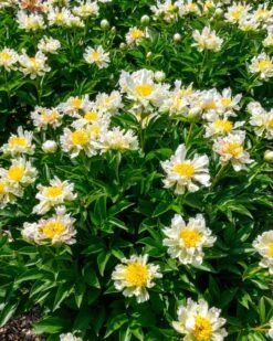 Paeonia 'Green Lotus' -Flowers Sales Store peony green lotus 5